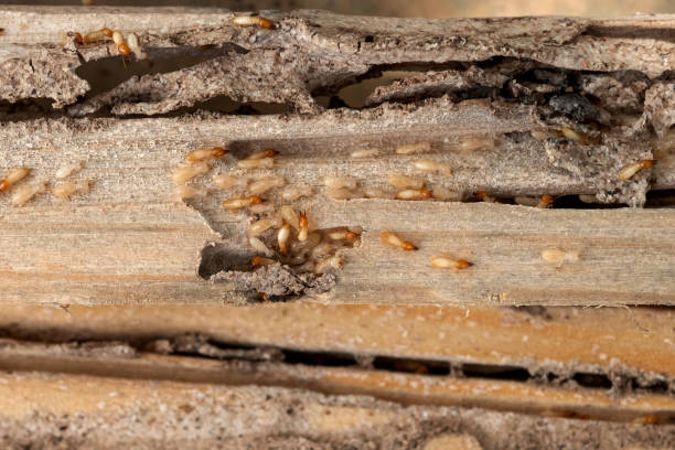  Sheridan, CA Pest Control Pros