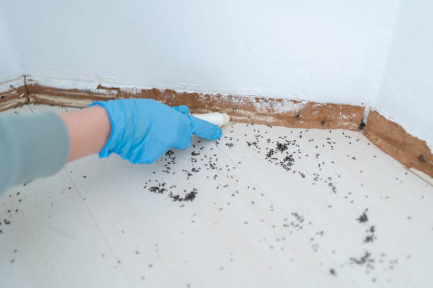 Best Pest Prevention Services  in Sheridan, CA